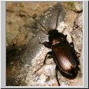 Amara cf aenea - Laufkaefer 02a 10mm Lehmkuhle.jpg